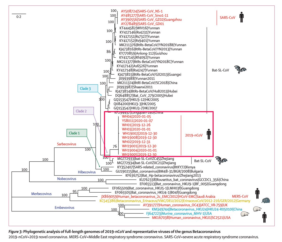 Procedencia del coronavirus
